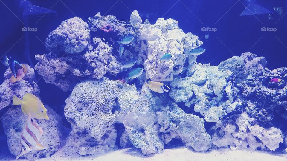 My Aquarium #2