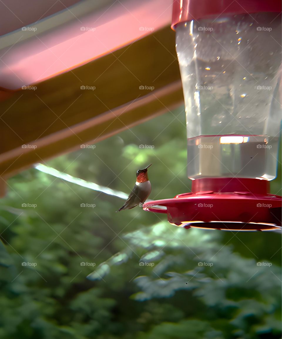 The male humming bird looking at his surroundings to make sure he is noticed.