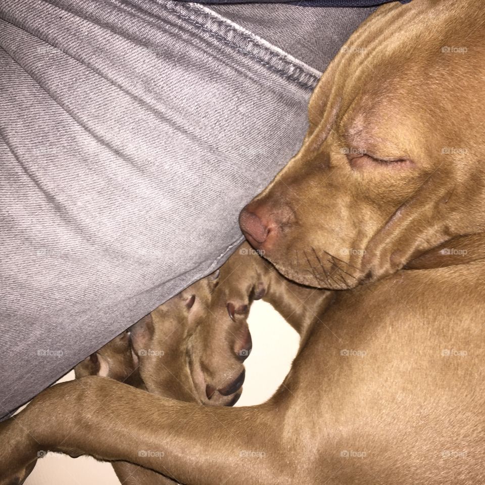 Dog laying on man leg