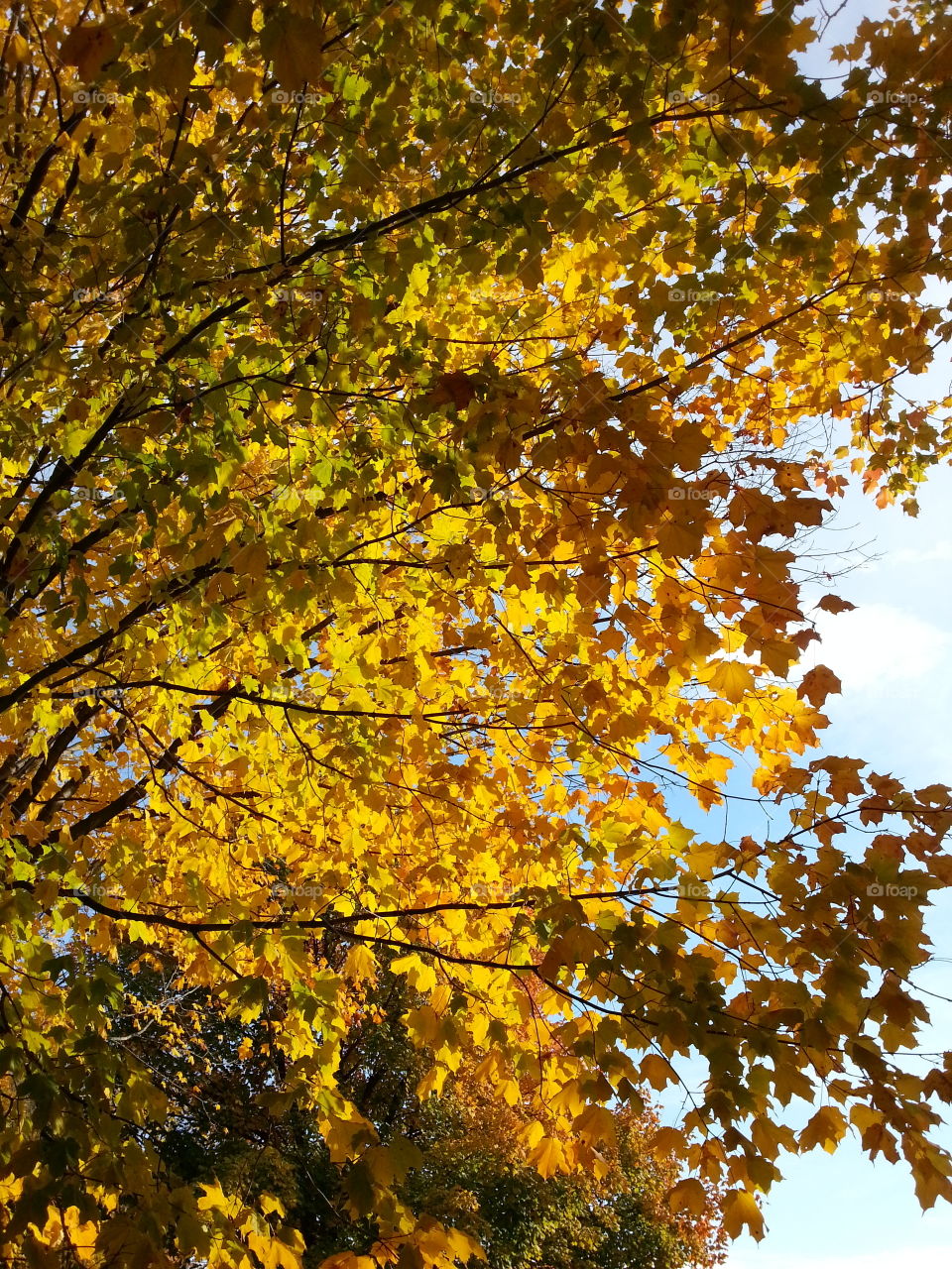 Pretty sun kissed yellow autumn leaves glowing against a bright blue sky.