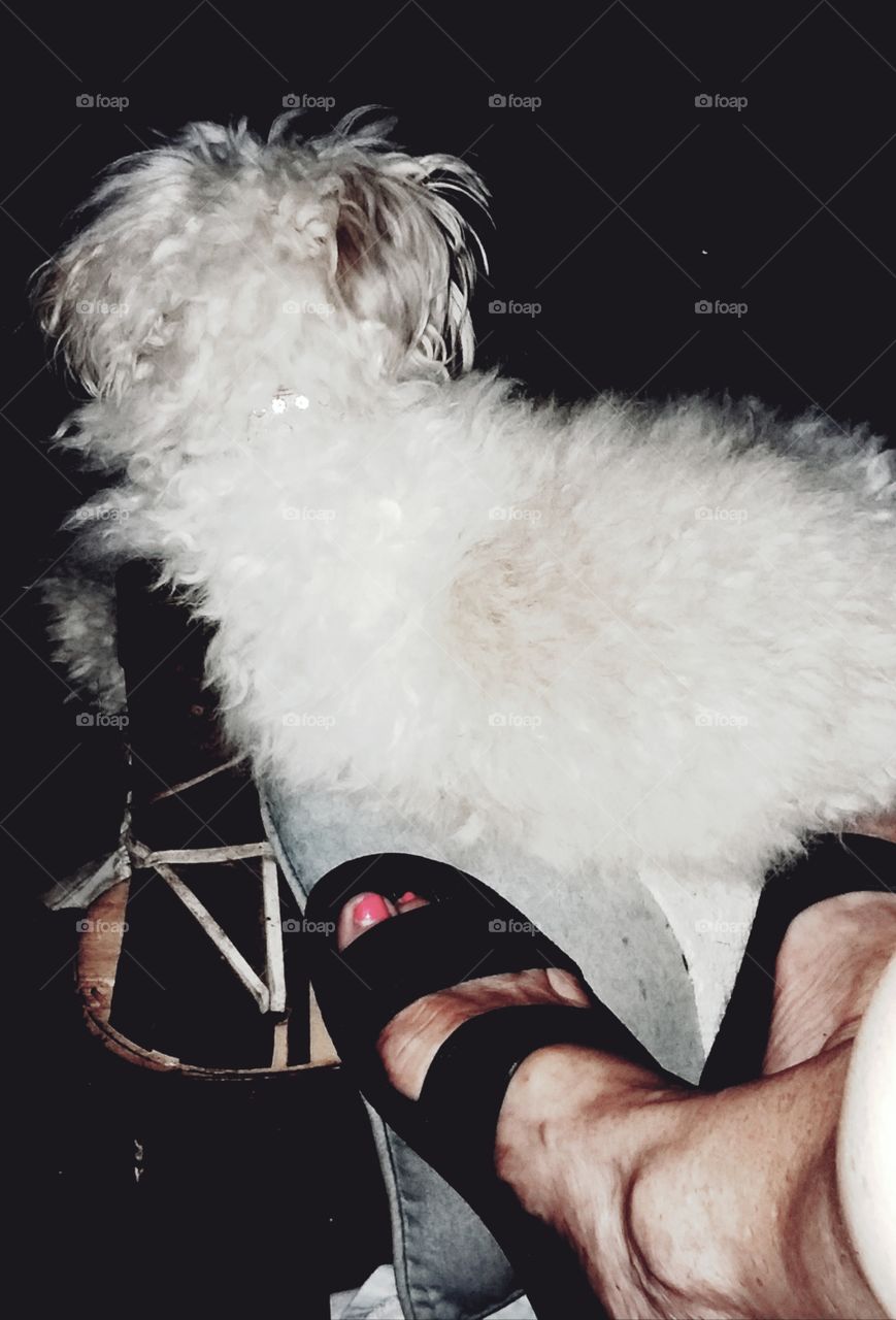 one of my dogs always on guard at my feet while I drink my coffee on the porch still dark outside