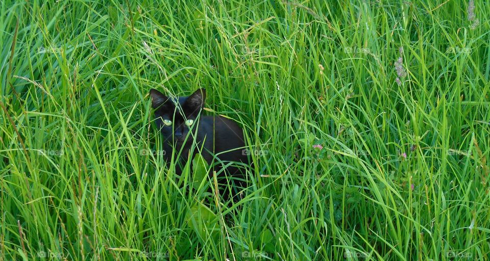 Grass, Animal, Hayfield, Nature, Field