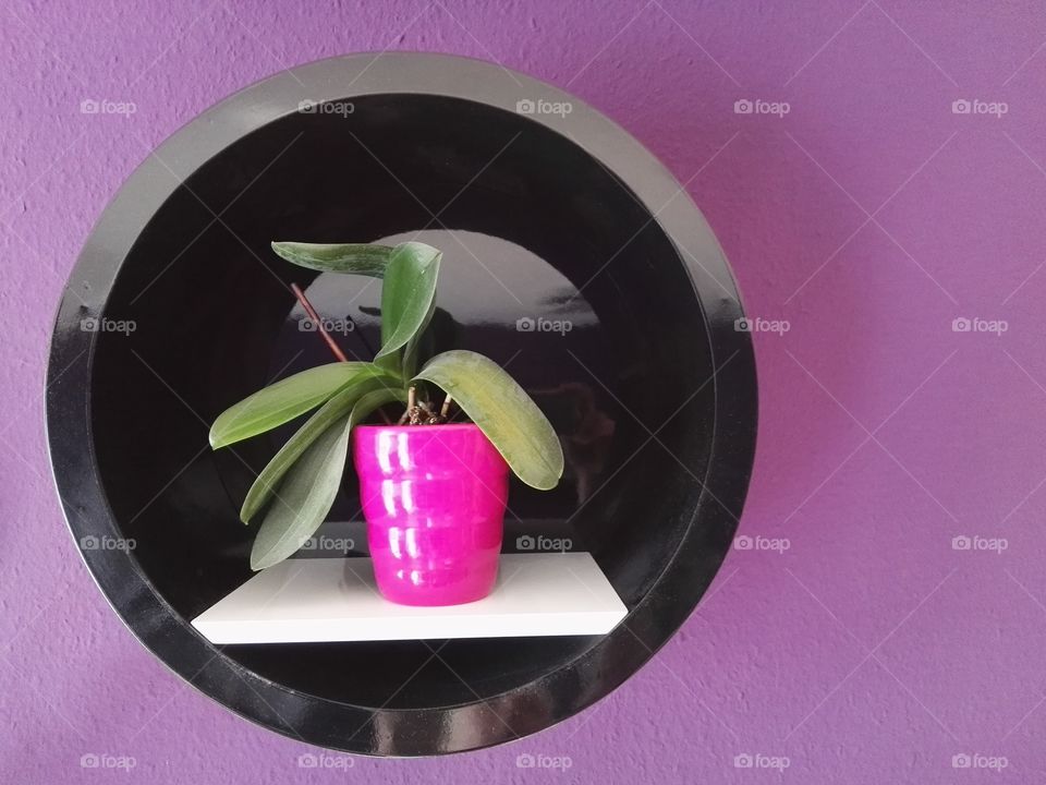 houseplant in purple