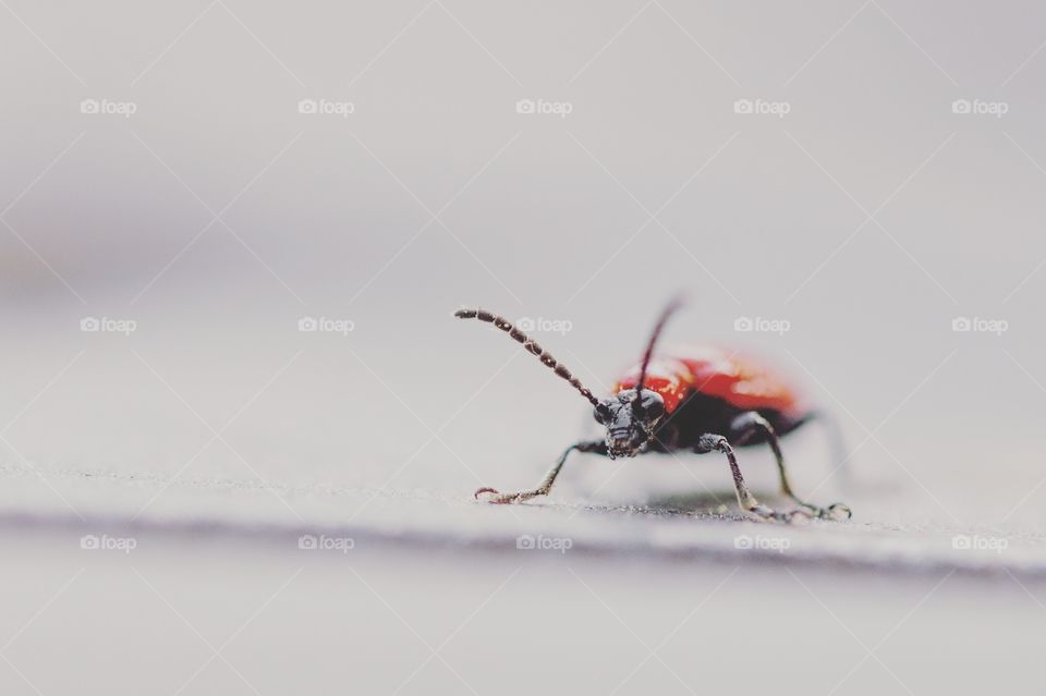 Insect, Beetle, No Person, Wildlife, Invertebrate