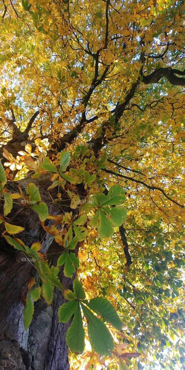 tree Baum holz wood Leben Herbst autumn