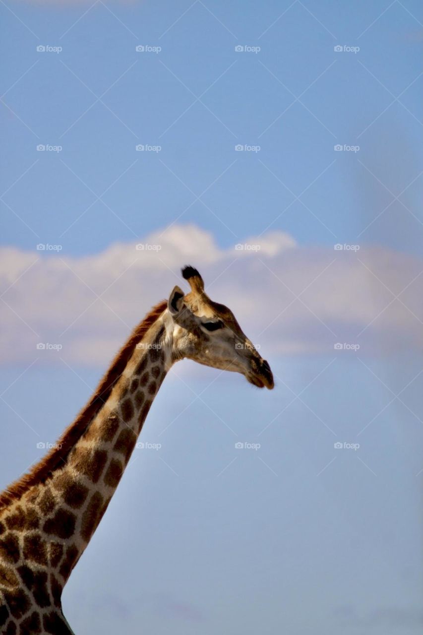 A giraffe walking away 