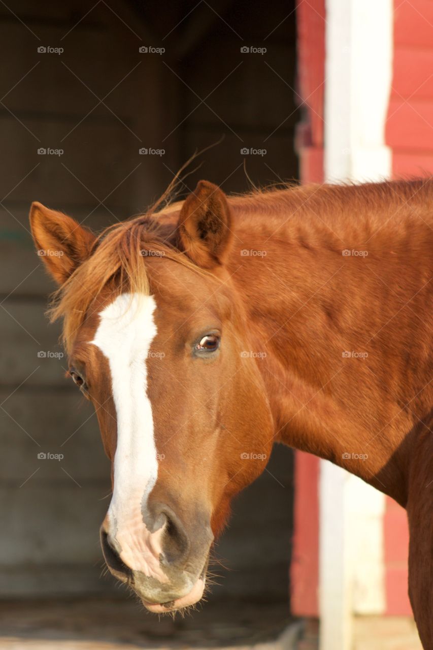 Headshot of a horse turned to face the sun and look at the camera