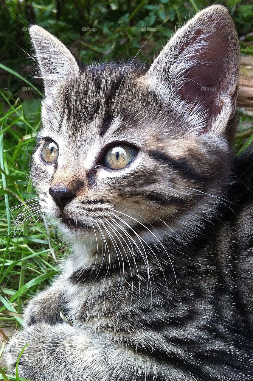 sweden grey cat kitten by smartini65