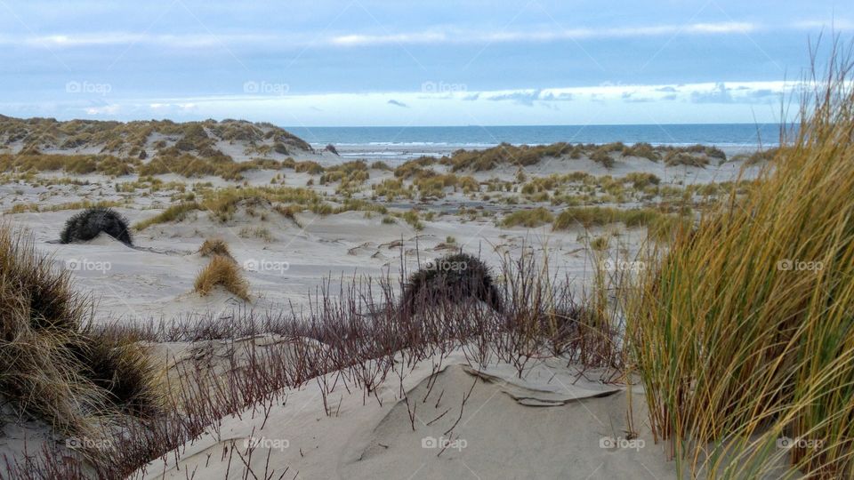 dunes near the beach sea