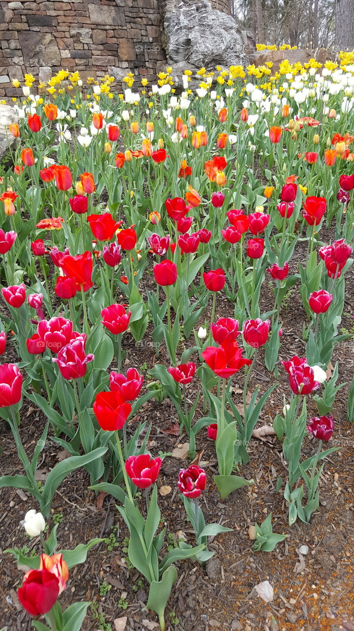 red color floral Bloom blossom landscape no one agriculture landscape