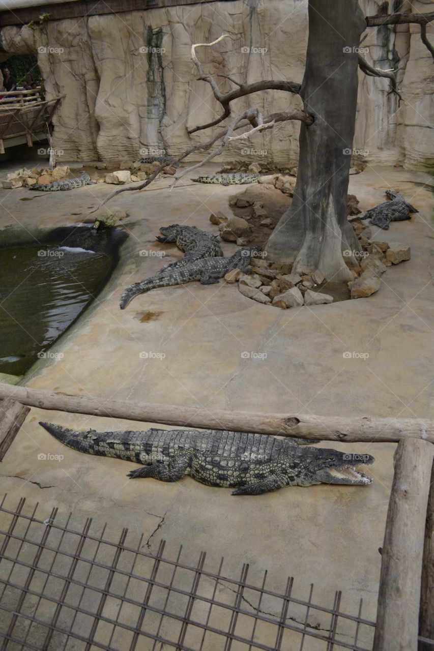 Crocodile