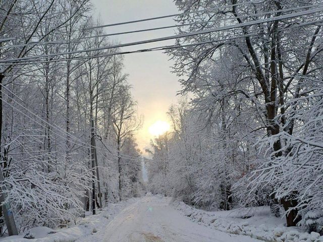 forest and road in winter