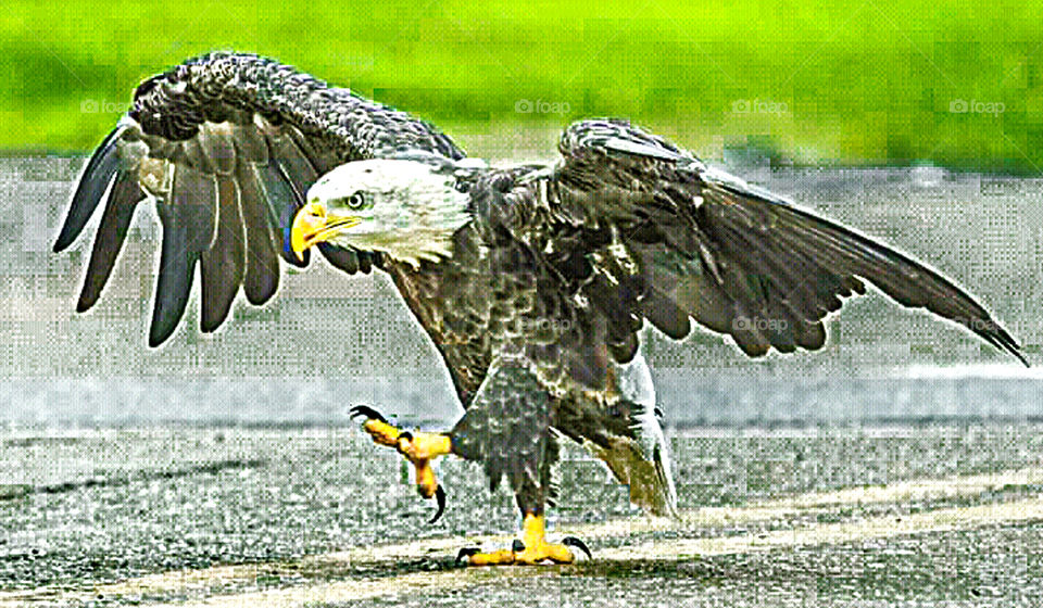 the must strong eagle