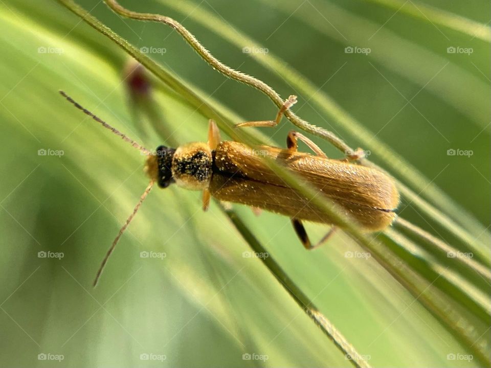 Insect