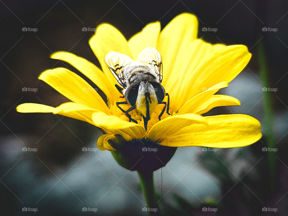 A flower fly (Copestylum marginatum) that is often mistaken for a honeybee because of subtle resemblance in appearance. It's unique face shape and eyes set it apart.  It feeds on the nectar of the daisy like yellow African euryops flower.