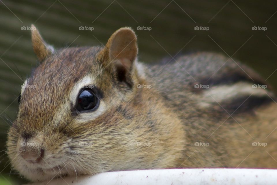 Cheeky Chipmunk attempting to hide on a plant stand 