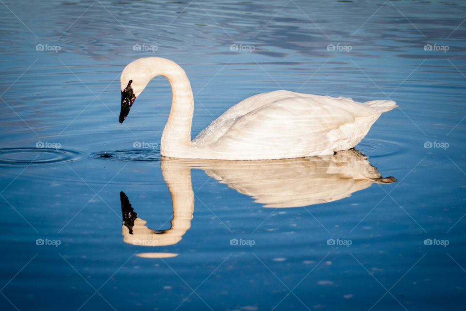 Swan swimming in habitat 