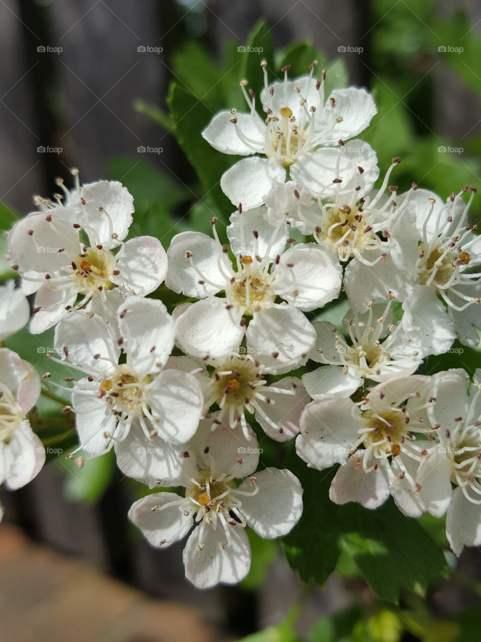 tree blossoms