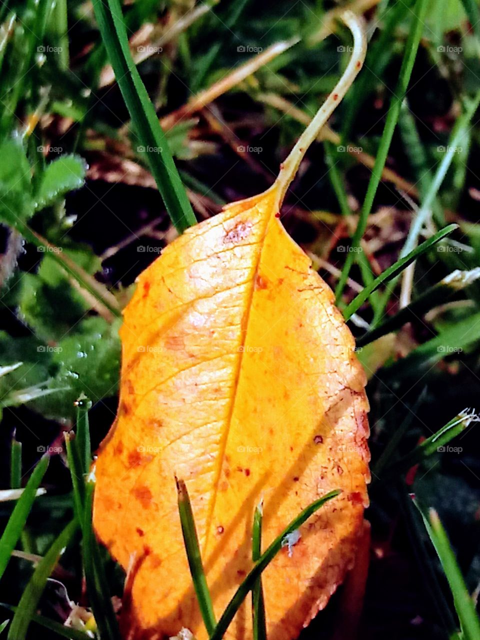 First of the fallen Leaves