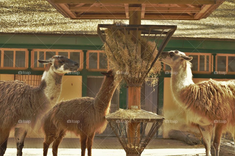 The three alpacas / As três alpacas