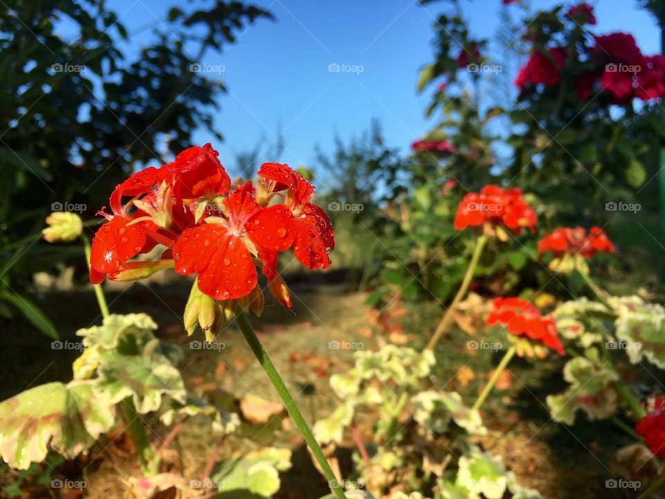 Red Flowers