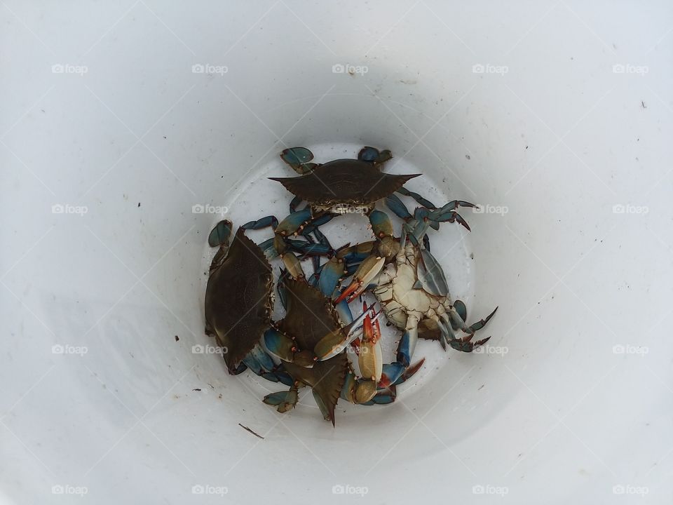 crabs