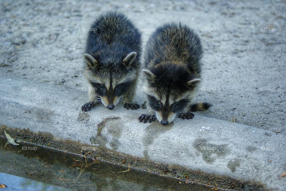 Baby raccoons 