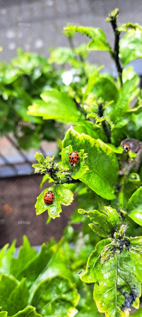 Ladybugs
