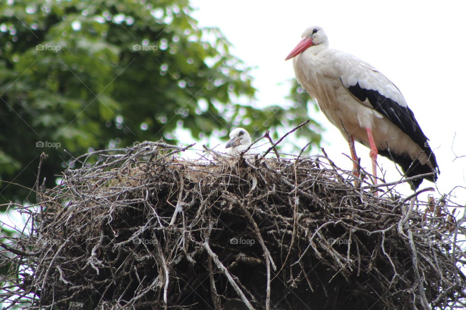 Storks