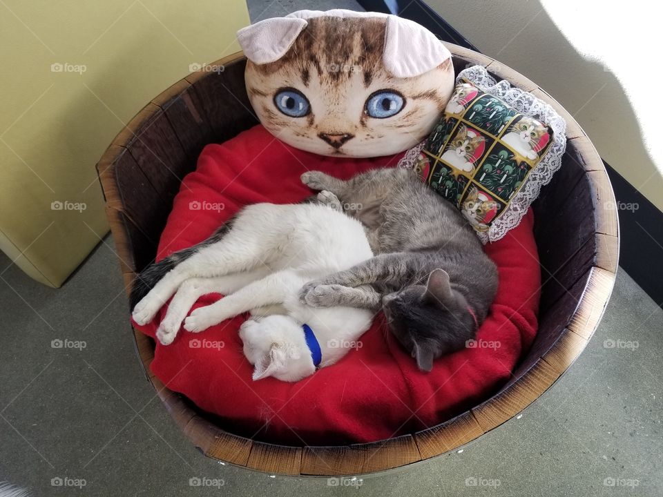 cats taking a nap in cat bed