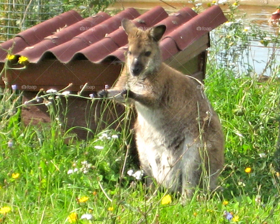 kangaroo