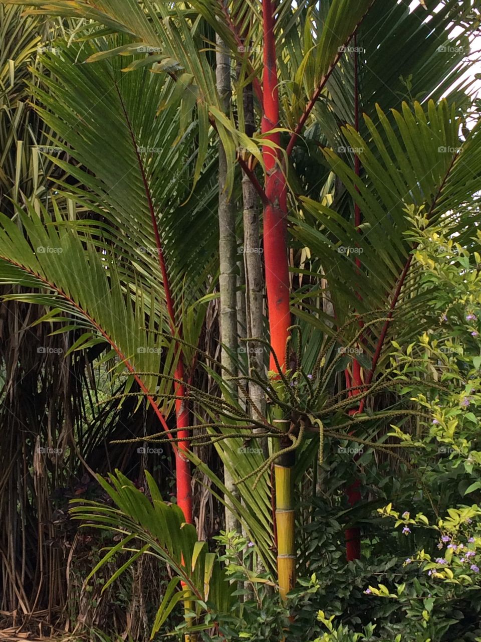 Red Bamboo 