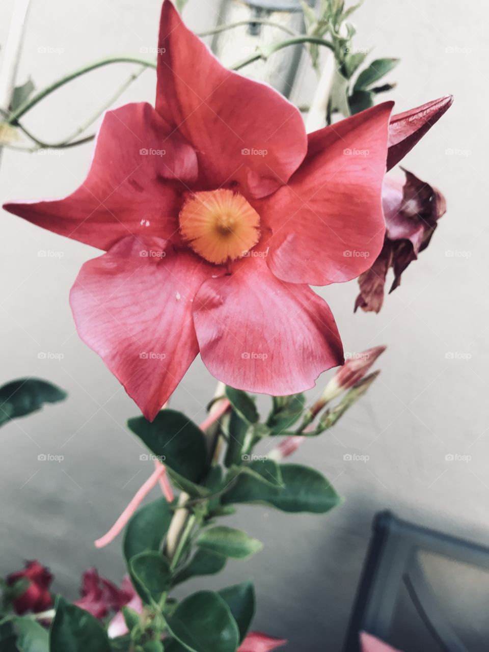 Blooming pink flower along a local store window. 