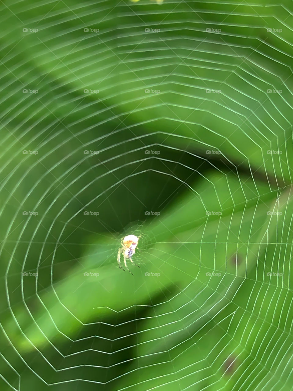 Spider web - artwork of nature 