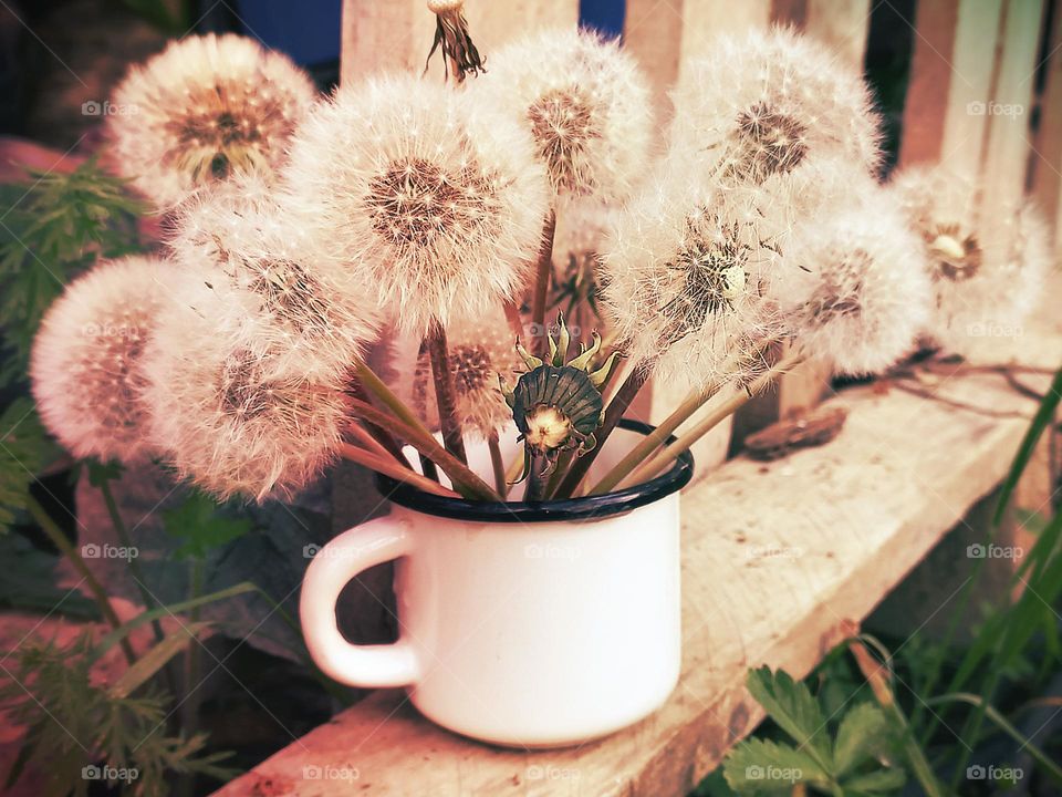 fluffy dandelions after flowering in a white mug.
