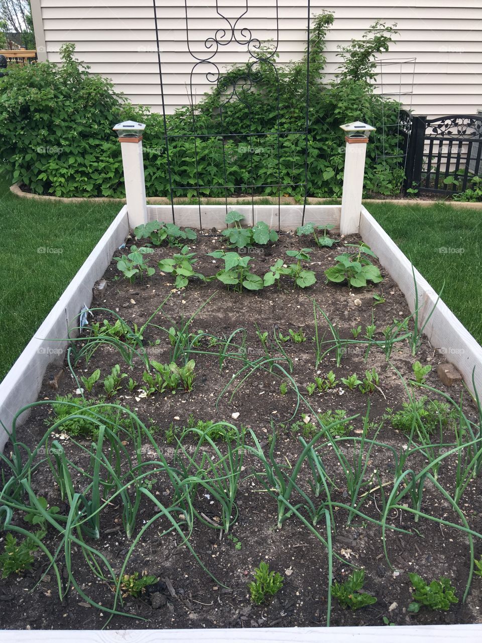 Raised bed organic gardening 