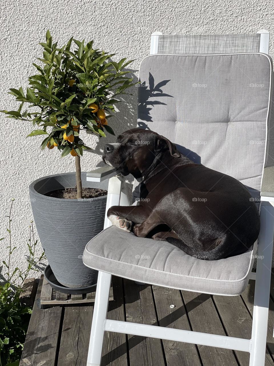 Dog who loves lying in the sun chair and enjoying life
