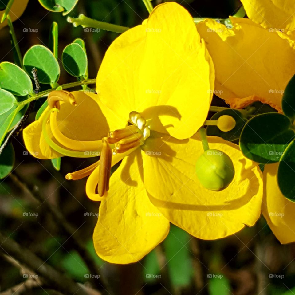 yellow cassia