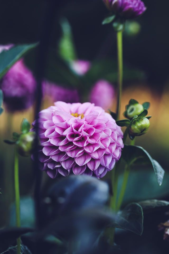 Dahlia session 01