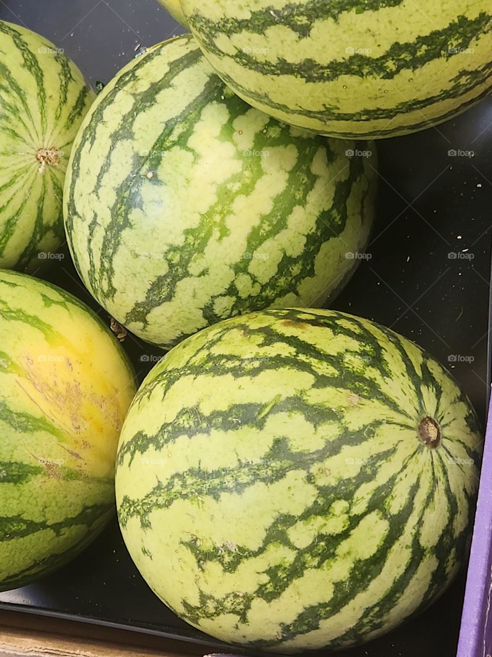 grocery store selection of green watermelons for Summer