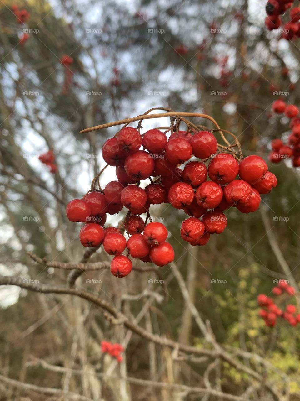 Autumn rowan-berry