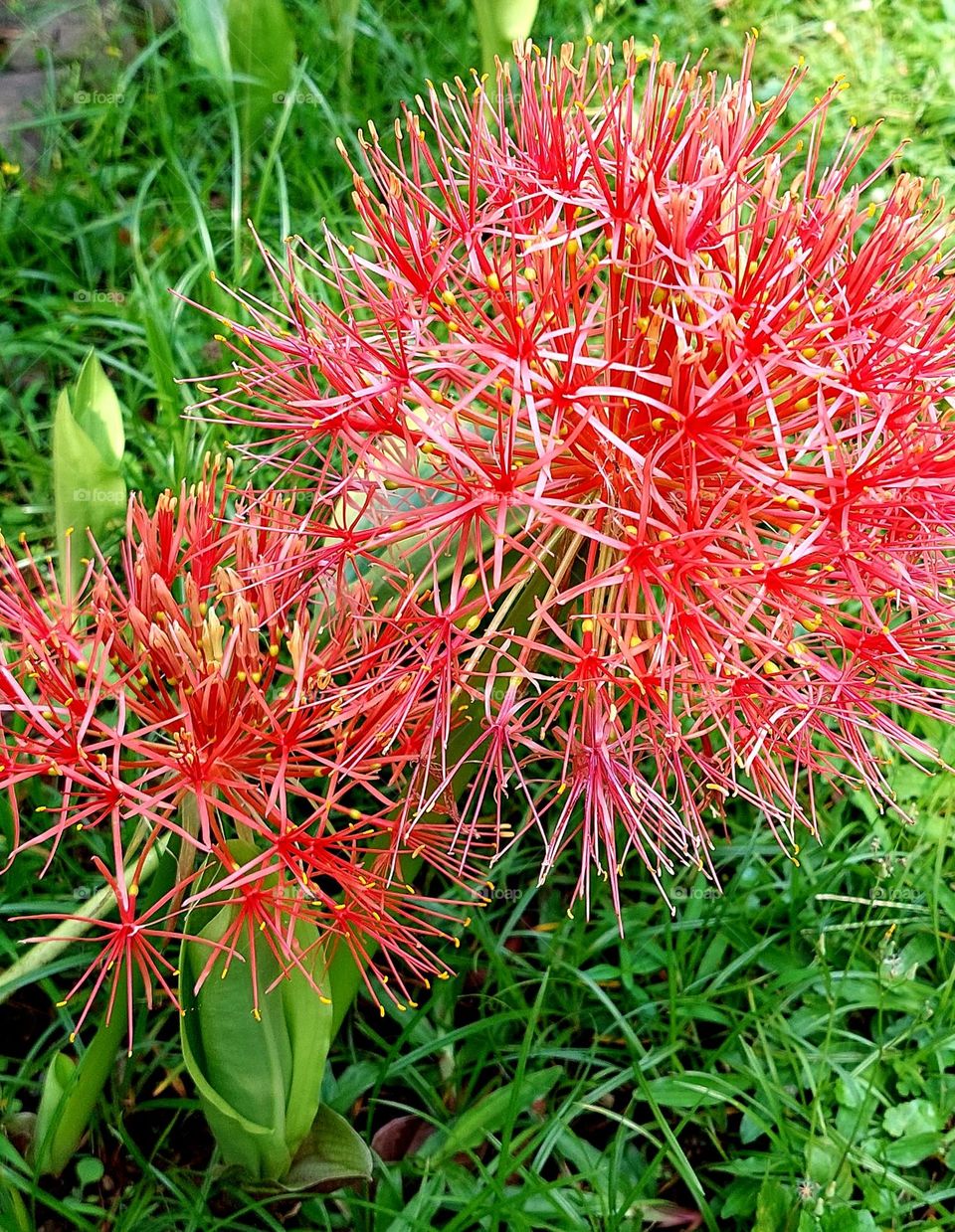 Scadoxus multiflorus is a bulbous plant native to much of sub-Saharan Africa from Senegal to Somalia to South Africa. It is also native to the Arabian Peninsula and the Seychelles. It is naturalized in Mexico and in the Chagos Islands.