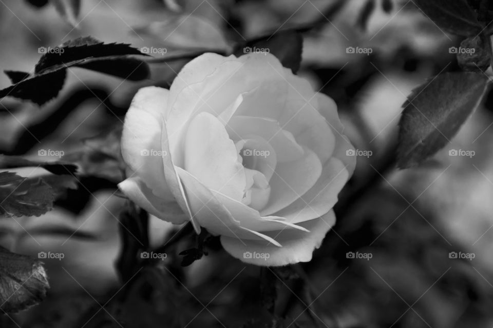 black and white rose