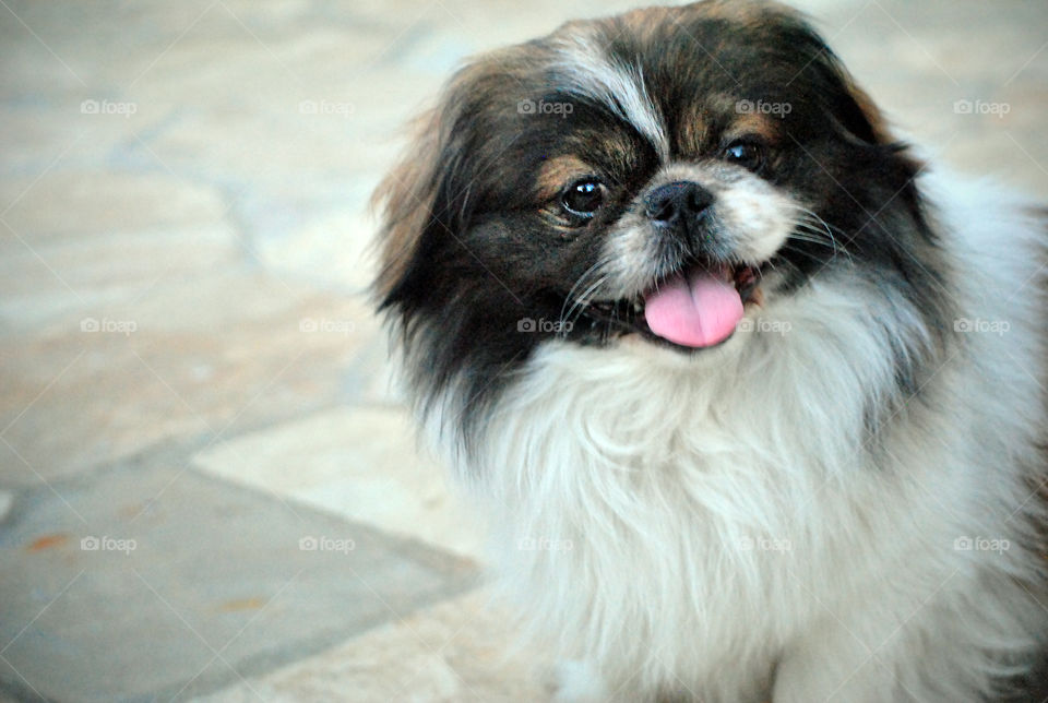 Pekingese Dog, looking happy, smiling, tongue out