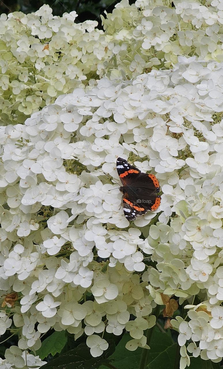 Vulcain sur un hortensia en été