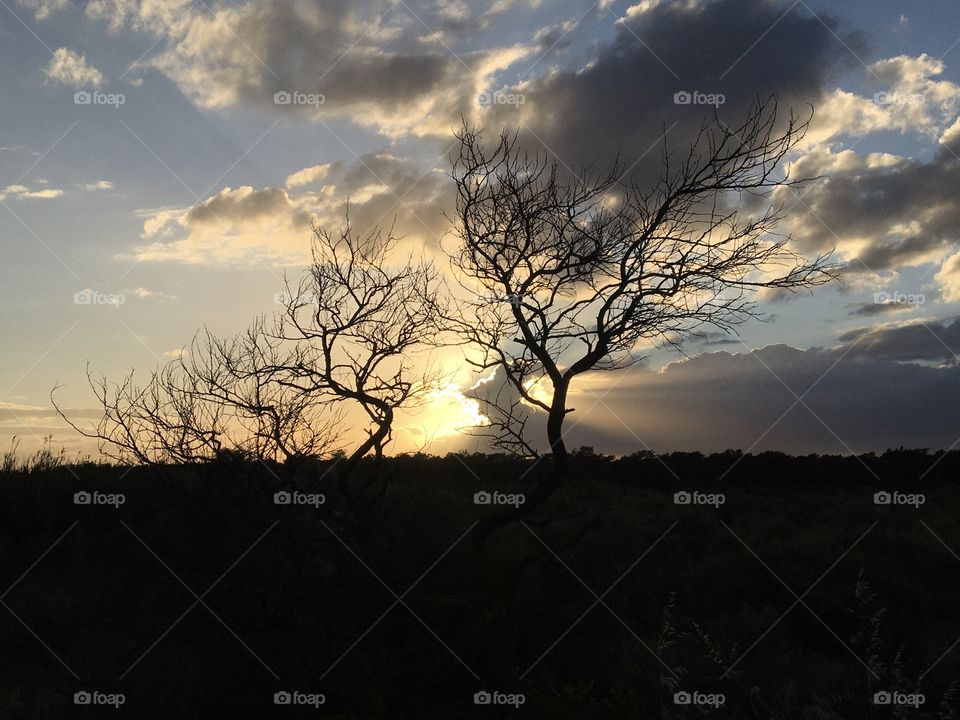Old tree pattern with clouds on evening sunset