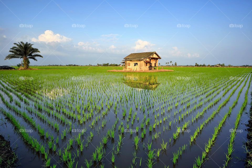 Green paddy field scenery over the blue sky