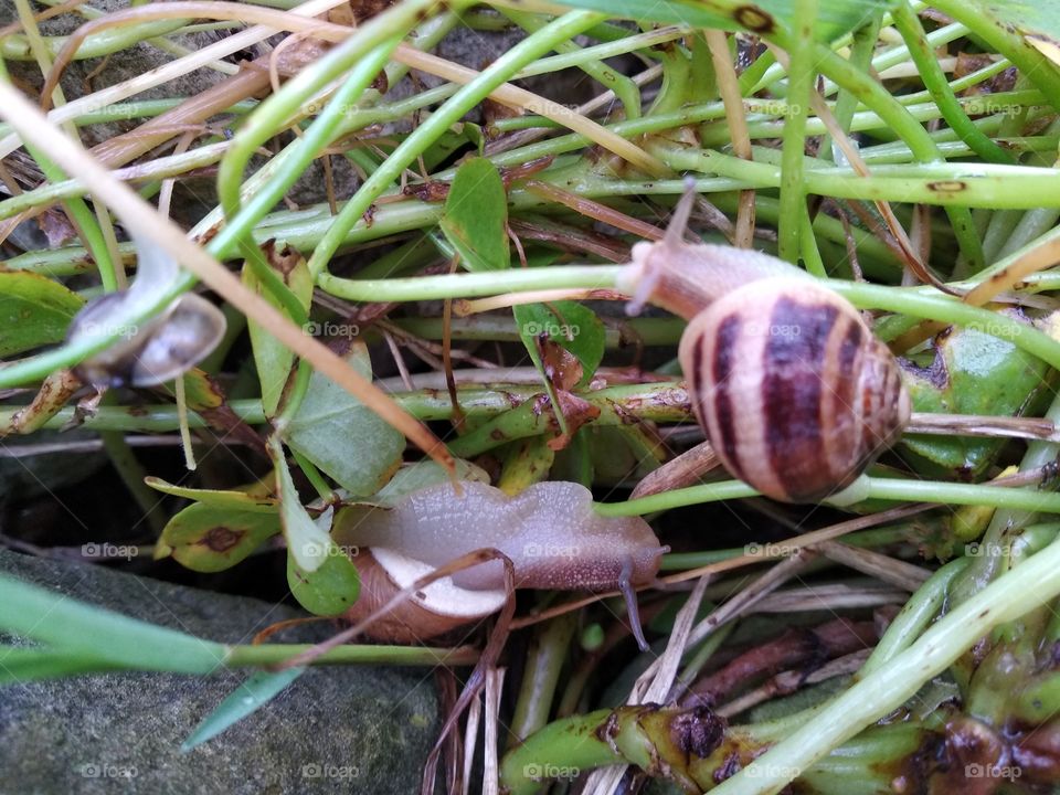 Snail