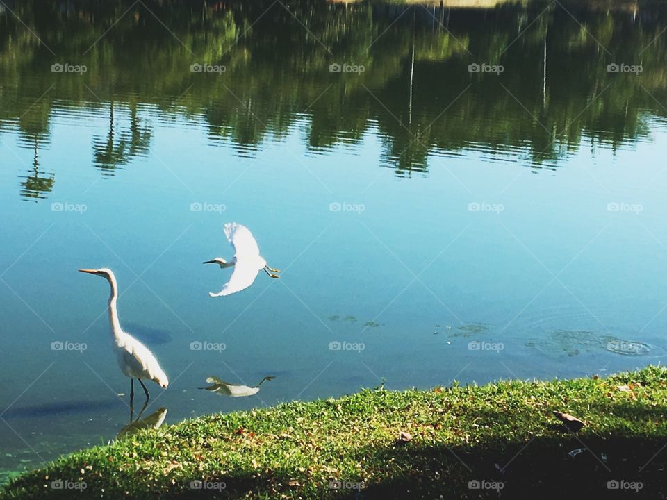 Birds flying near the river