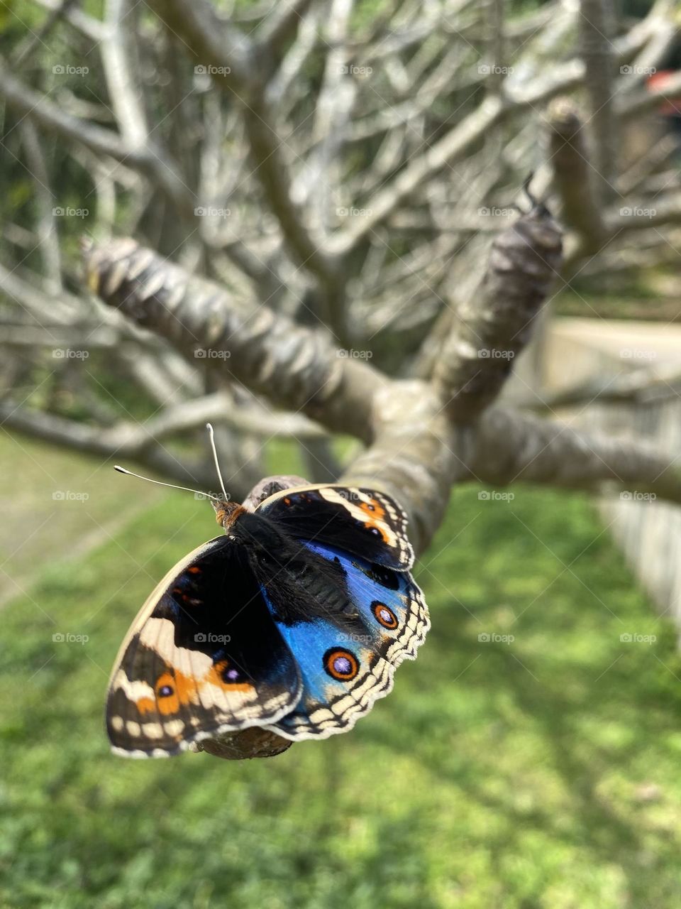 beautiful butterfly motif on a tree branch